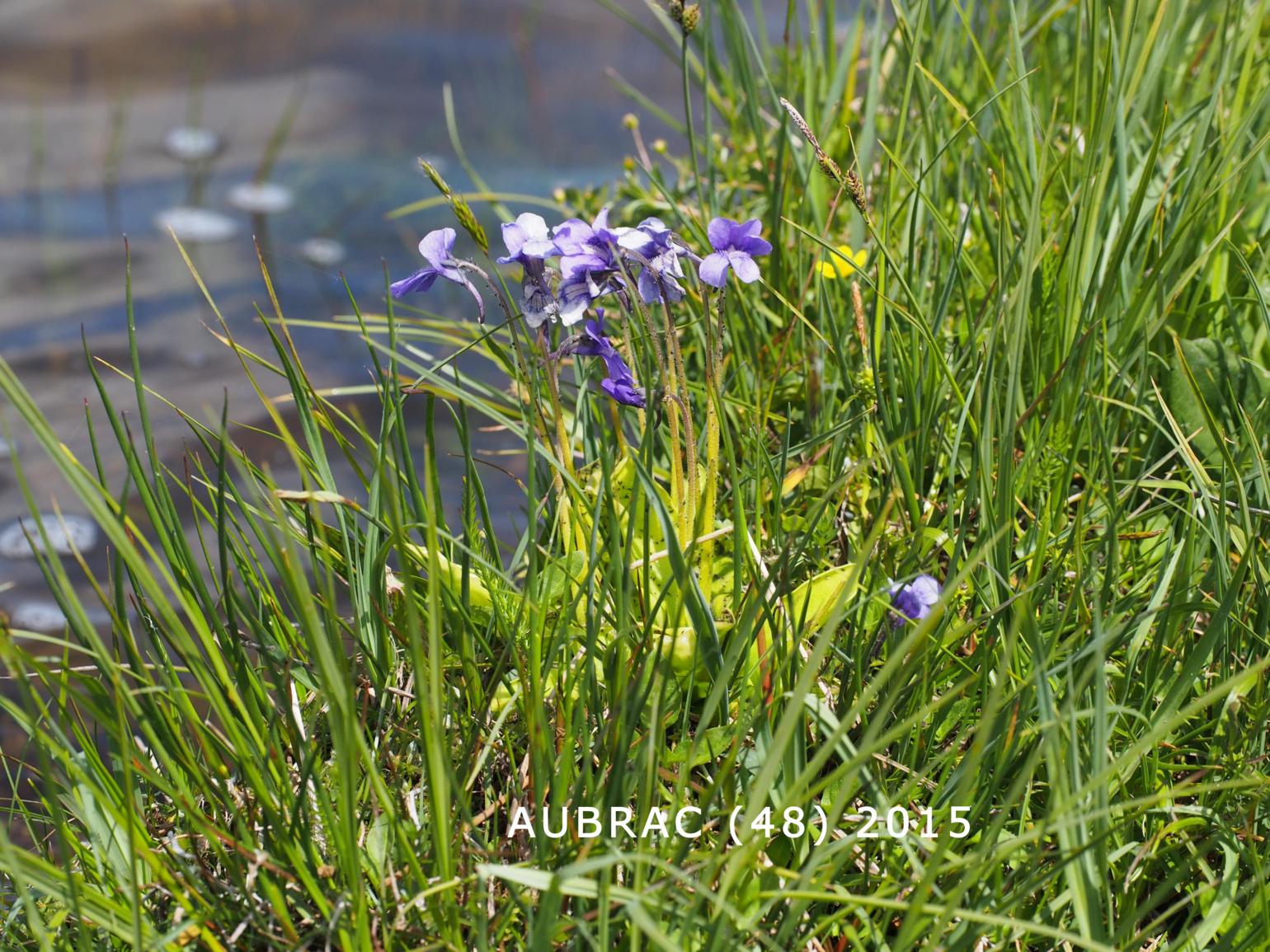 Butterwort, Large-flowered